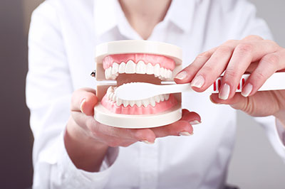 The image shows a person holding a model set of teeth with a toothbrush, demonstrating dental care practices.